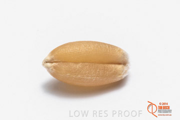 VITERRA 2013 / GRAIN_023_140827