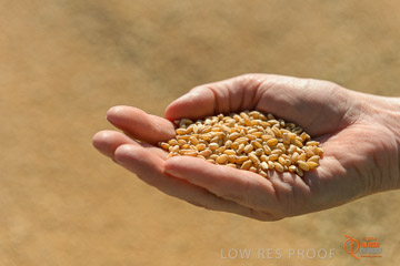 VITERRA 2013 / VITERRA_HAND&GRAIN_004_140829