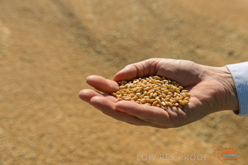 VITERRA 2013 / VITERRA_HAND&GRAIN_005_140829