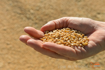 VITERRA 2013 / VITERRA_HAND&GRAIN_009_140829