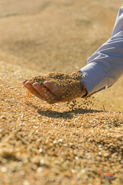 VITERRA 2013 / VITERRA_HAND&GRAIN_020_140829