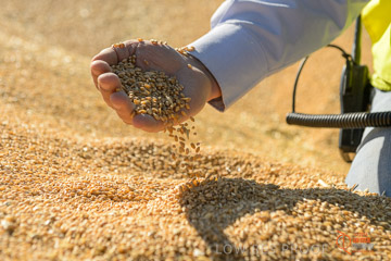 VITERRA 2013 / VITERRA_HAND&GRAIN_034_140829