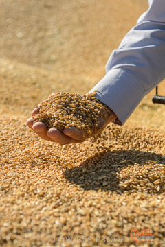 VITERRA 2013 / VITERRA_HAND&GRAIN_036_140829