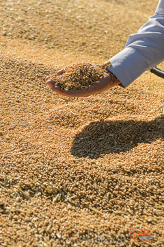 VITERRA 2013 / VITERRA_HAND&GRAIN_045_140829
