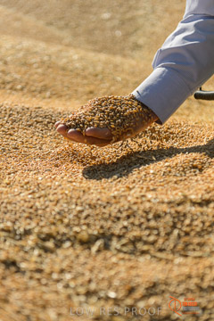 VITERRA 2013 / VITERRA_HAND&GRAIN_048_140829
