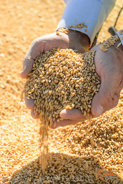 VITERRA 2013 / VITERRA_HAND&GRAIN_074_140829