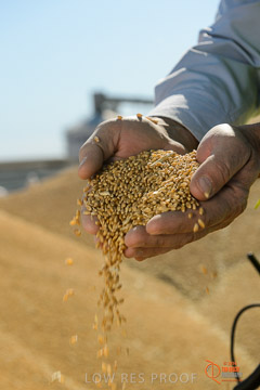 VITERRA 2013 / VITERRA_HAND&GRAIN_124_140829