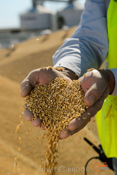VITERRA 2013 / VITERRA_HAND&GRAIN_135_140829