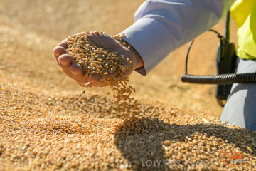 VITERRA 2013 / VITERRA_HAND&GRAIN_033_140829