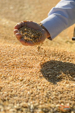 VITERRA 2013 / VITERRA_HAND&GRAIN_038_140829