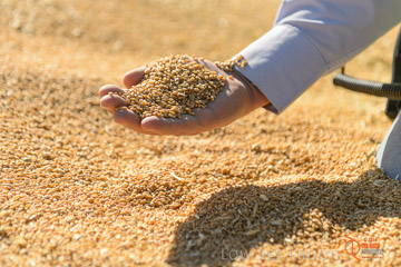 VITERRA 2013 / VITERRA_HAND&GRAIN_047_140829