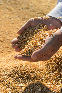 VITERRA 2013 / VITERRA_HAND&GRAIN_057_140829