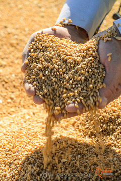 VITERRA 2013 / VITERRA_HAND&GRAIN_061_140829