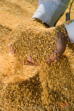 VITERRA 2013 / VITERRA_HAND&GRAIN_108_140829