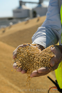 VITERRA 2013 / VITERRA_HAND&GRAIN_133_140829