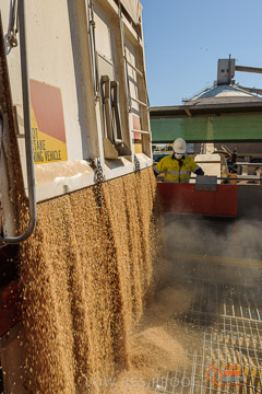VITERRA 2013 / VITERRA_WALLAROO_084_140829