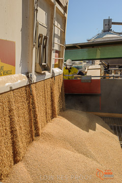 VITERRA 2013 / VITERRA_WALLAROO_097_140829