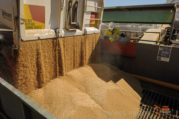 VITERRA 2013 / VITERRA_WALLAROO_105_140829