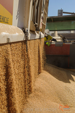 VITERRA 2013 / VITERRA_WALLAROO_115_140829