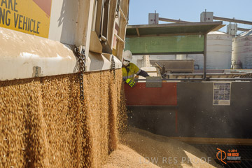VITERRA 2013 / VITERRA_WALLAROO_116_140829