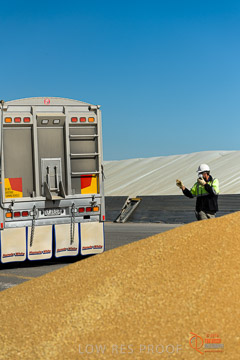 VITERRA 2013 / VITERRA_WALLAROO_160_140829