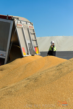 VITERRA 2013 / VITERRA_WALLAROO_183_140829