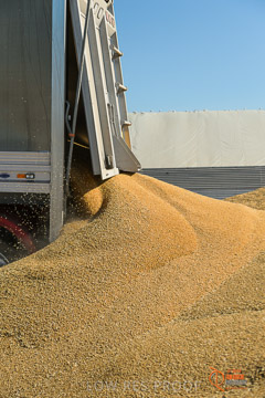 VITERRA 2013 / VITERRA_WALLAROO_220_140829