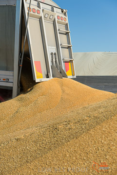 VITERRA 2013 / VITERRA_WALLAROO_221_140829