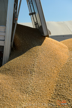 VITERRA 2013 / VITERRA_WALLAROO_227_140829