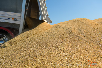 VITERRA 2013 / VITERRA_WALLAROO_233_140829