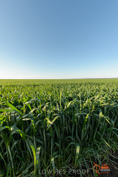 VITERRA 2013 / VITERRA_WALLAROO_323_140829