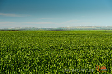 VITERRA 2013 / VITERRA_WALLAROO_340_140829