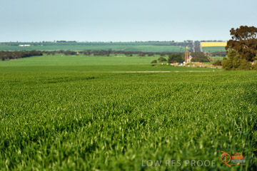 VITERRA 2013 / VITERRA_WALLAROO_362_140829