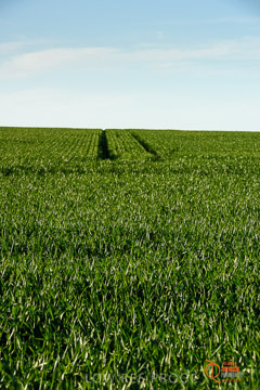 VITERRA 2013 / VITERRA_WALLAROO_407_140829