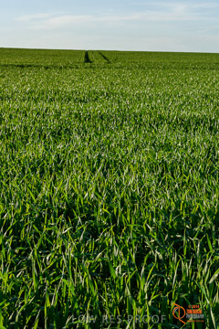 VITERRA 2013 / VITERRA_WALLAROO_410_140829