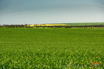 VITERRA 2013 / VITERRA_WALLAROO_422_140829