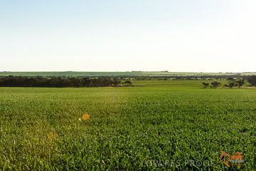 VITERRA 2013 / VITERRA_WALLAROO_423_140829