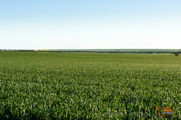 VITERRA 2013 / VITERRA_WALLAROO_425_140829