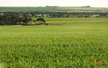 VITERRA 2013 / VITERRA_WALLAROO_427_140829