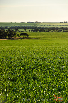 VITERRA 2013 / VITERRA_WALLAROO_430_140829