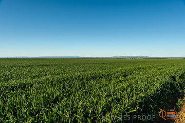 VITERRA 2013 / VITERRA_WALLAROO_434_140829