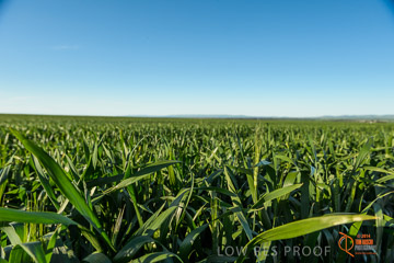 VITERRA 2013 / VITERRA_WALLAROO_442_140829