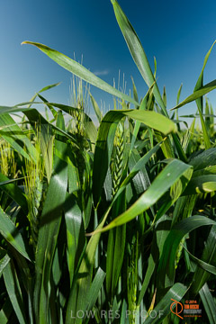 VITERRA 2013 / VITERRA_WALLAROO_451_140829