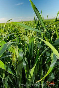 VITERRA 2013 / VITERRA_WALLAROO_456_140829