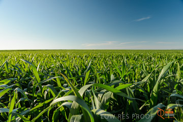 VITERRA 2013 / VITERRA_WALLAROO_460_140829