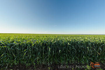 VITERRA 2013 / VITERRA_WALLAROO_468_140829