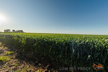 VITERRA 2013 / VITERRA_WALLAROO_475_140829