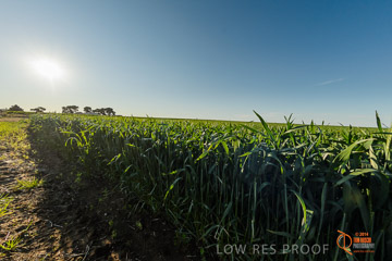 VITERRA 2013 / VITERRA_WALLAROO_481_140829