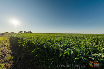 VITERRA 2013 / VITERRA_WALLAROO_484_140829