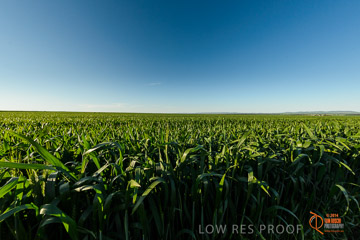 VITERRA 2013 / VITERRA_WALLAROO_487_140829